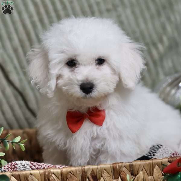 Jagger, Bichon Frise Puppy